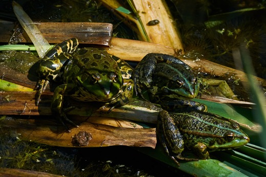Marsh Frogs